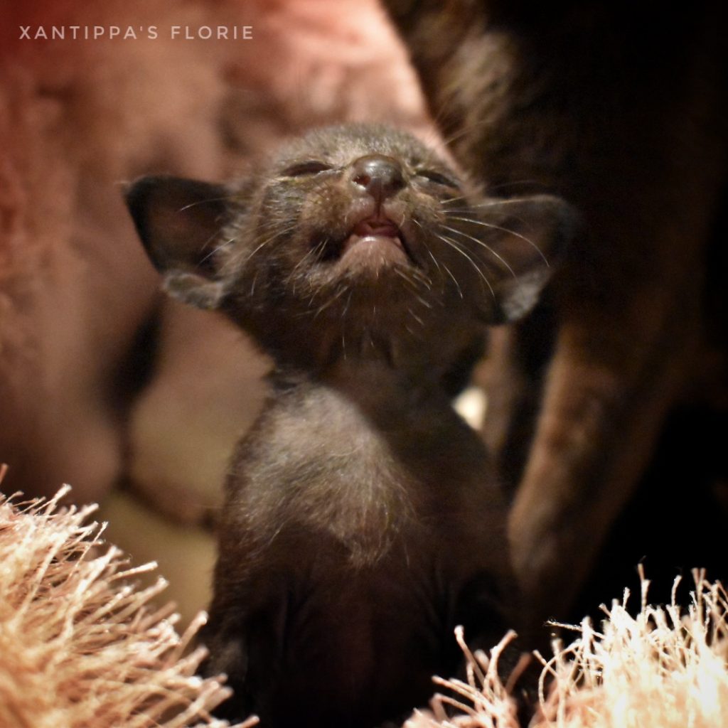 svart oriental kattunge till salu