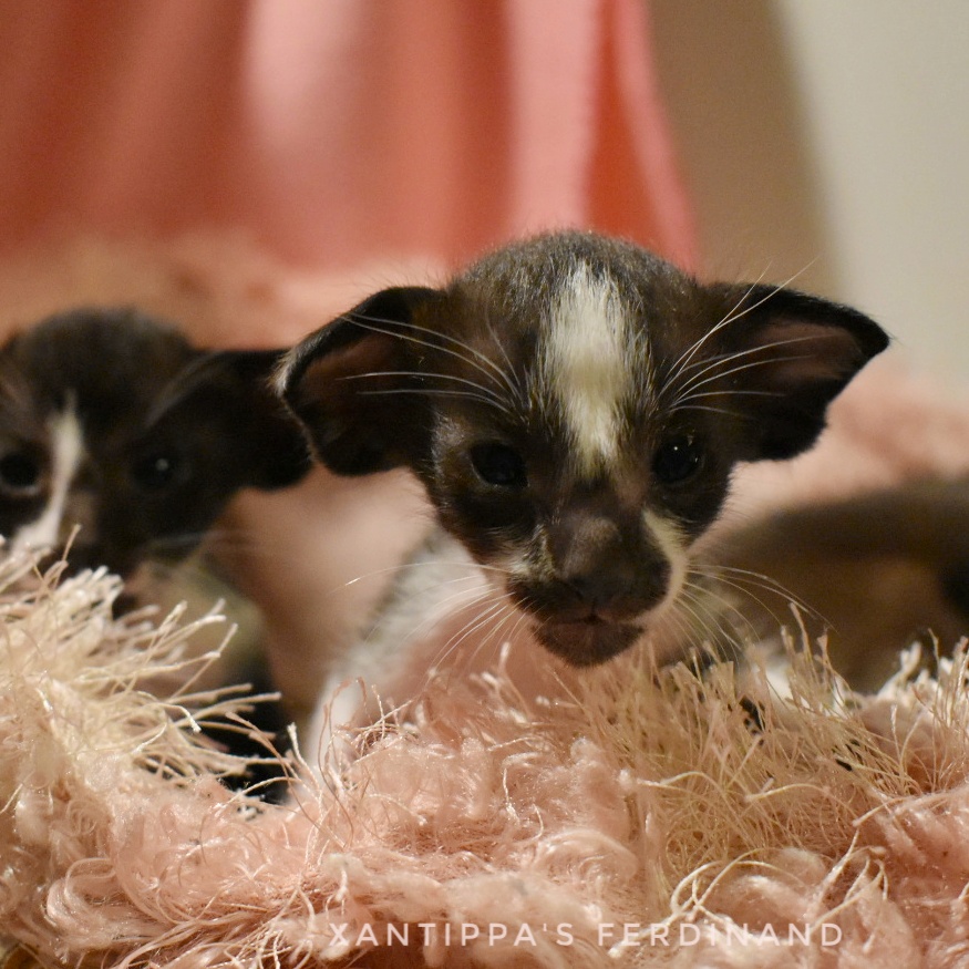 oriental bicolour kattunge