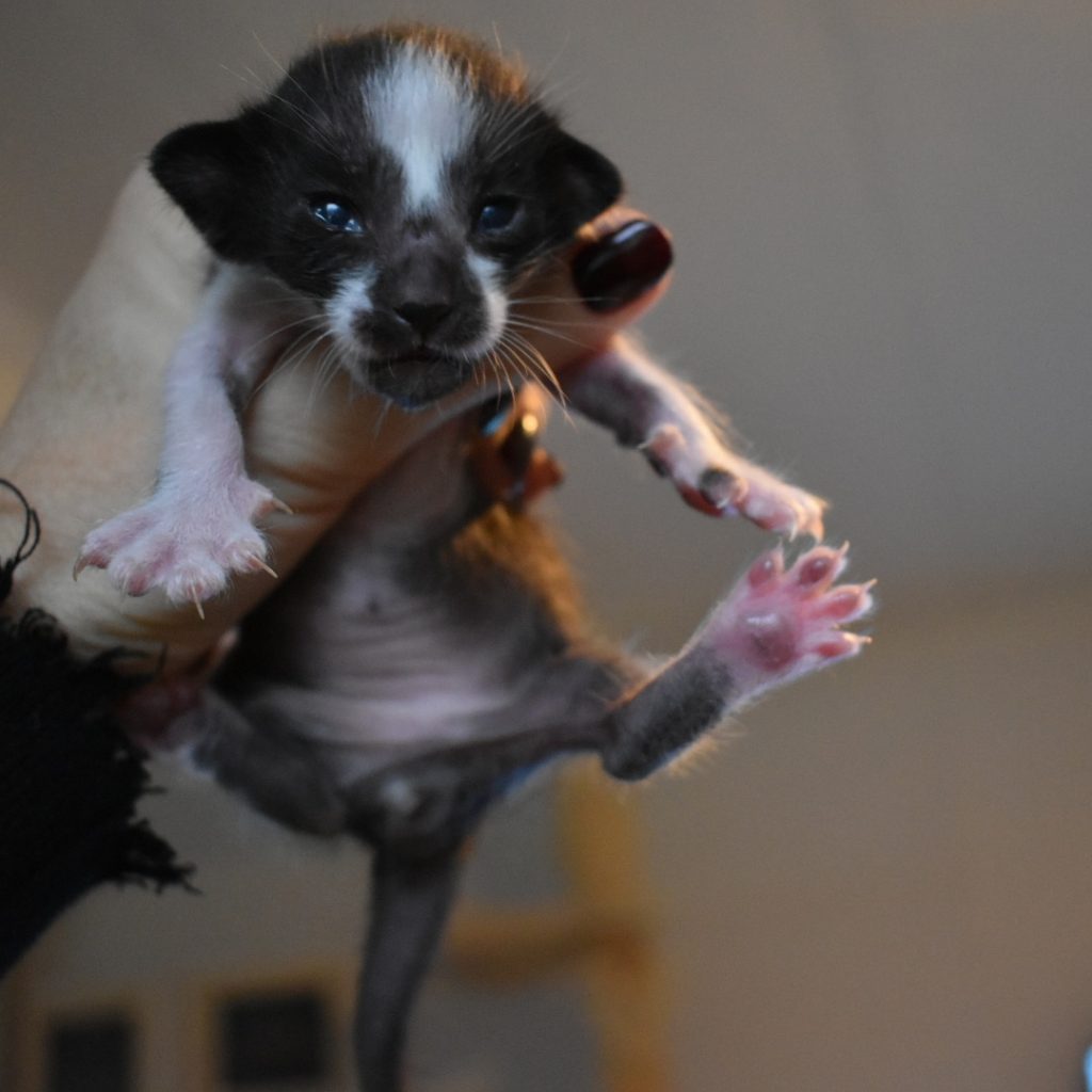 oriental kattunge till salu